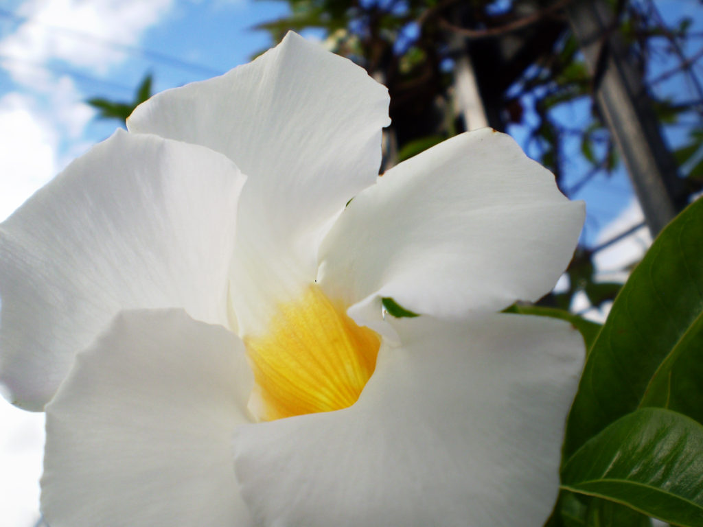 White Flower © Sandra Jean-Pierre
